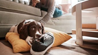 Perro mordiendo unas zapatillas