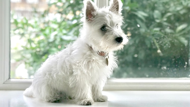 Pautas de peluquería del Westie 1 perro-raza-westie-min