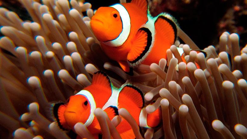 Las especies más afectadas por el cambio climático 10 pez payaso