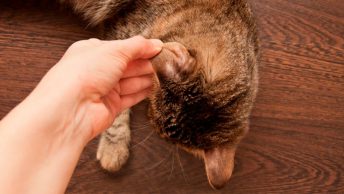 Dueño tocando la oreja de su gato