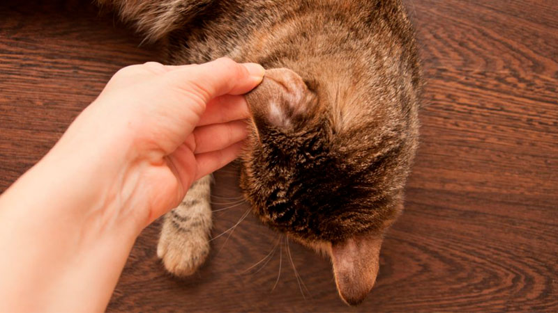 Dueño tocando la oreja de su gato
