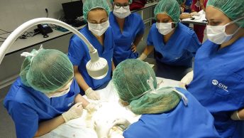 Prácticas del curso de auxiliar de veterinaria de CIM