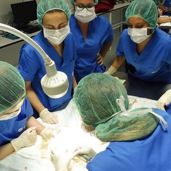 Prácticas del curso de auxiliar de veterinaria de CIM