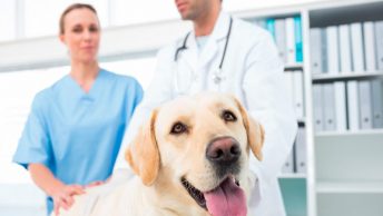 preguntas-para-veterinario