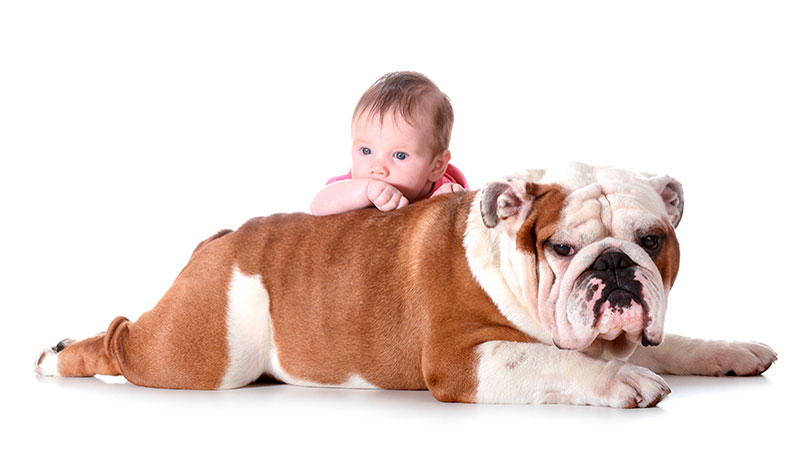 razas-de-perro-bulldog