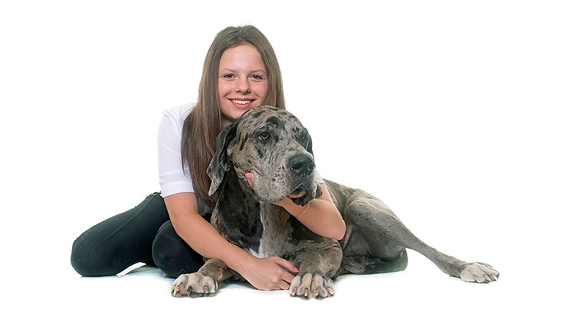 razas-de-perro-gran-danes