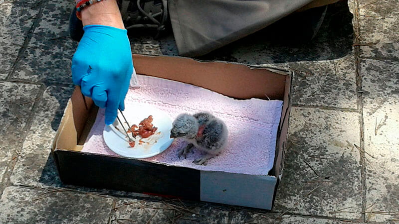 Alumnos de CIM Formación visitan el Centro de Recuperación de Fauna El Valle 1