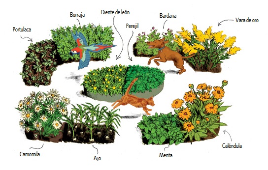 remedios naturales para mascotas