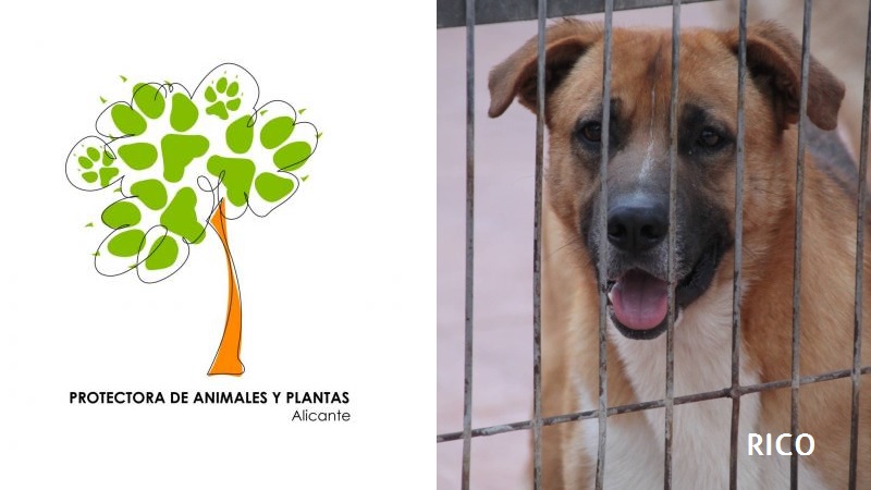 rico-protectora-de-alicante