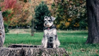 schnauzer-sentado-min