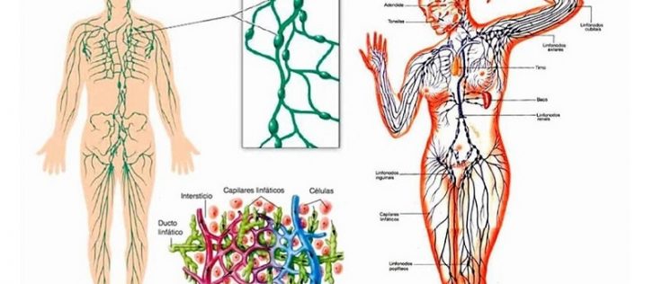 estructura del sistema linfático|investigaciones-sistema-linfatico
