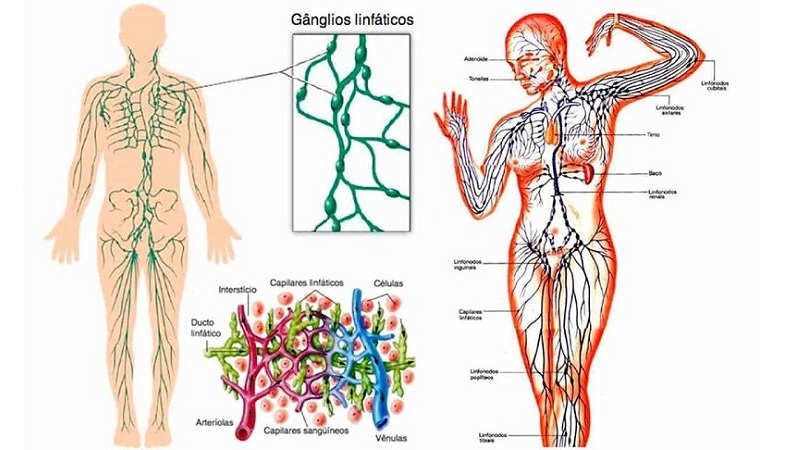 estructura del sistema linfático|investigaciones-sistema-linfatico