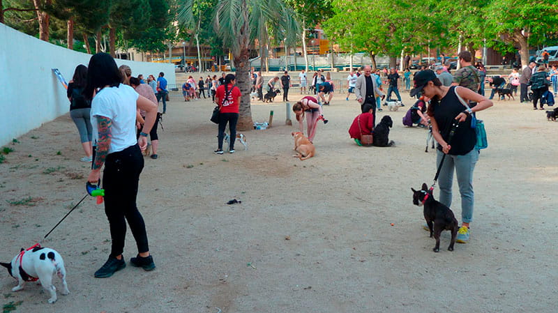 Taller de Educación canina urbana organizado por CIM Formación 1