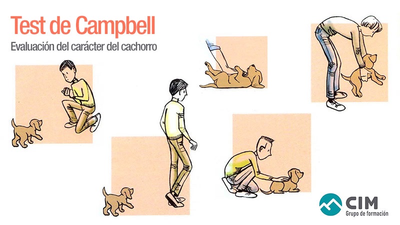 Test de Campbell para evaluar el carácter de los cachorros