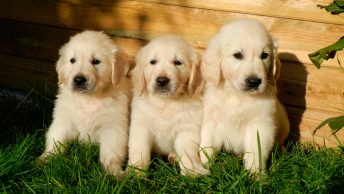 test-de-campbell-para-perros|test-de-campbell-para-perros
