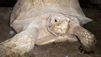 tortuga-de-espolones-africana-cim-crarc|CRARC-Centre-recuperacio-amfibis-reptils-Catalunya