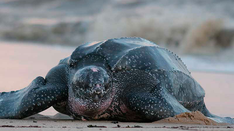 Las especies más afectadas por el cambio climático 9 tortuga laúd