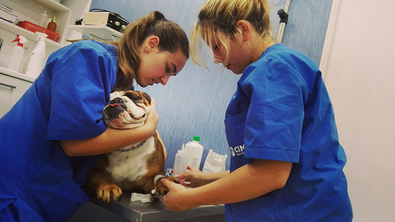 Auxiliar de veterinaria con animales
