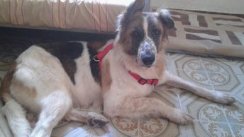 vianney-protectora-perros-abandona2-murcia|protectora-perros-abandona2-murcia