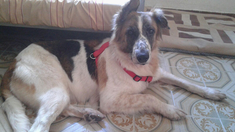 vianney-protectora-perros-abandona2-murcia|protectora-perros-abandona2-murcia