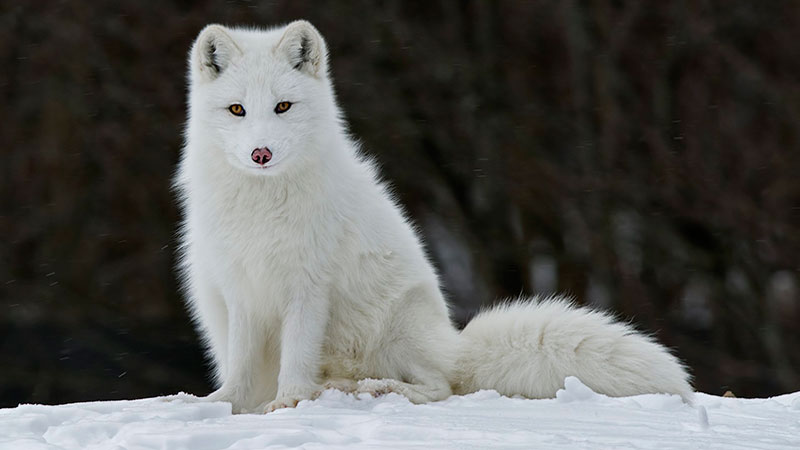 Las especies más afectadas por el cambio climático 4 zorro polar