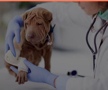 Cursos de asistencia veterinaria