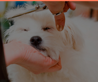 Cursos de peluquería canina