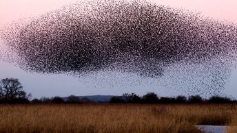 Plaga de insectos en cultivos