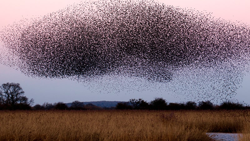Plaga de insectos en cultivos