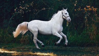 Caballo trotando