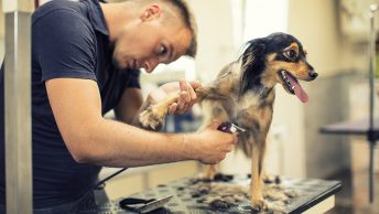 Peluquero canino ultimando los detalles de un perro