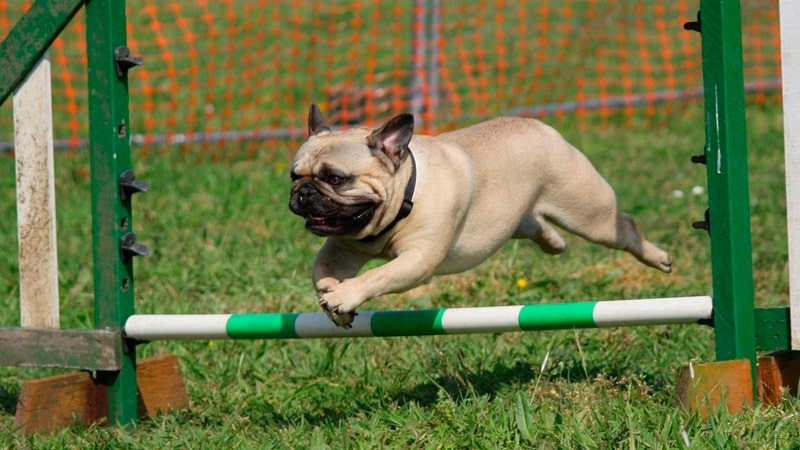 Perro en una competición de agilidad