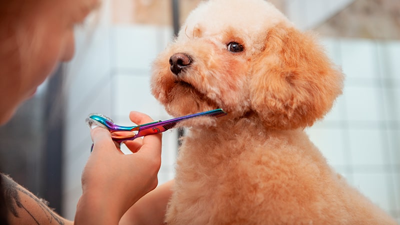 Perro caniche en la peluquería canina