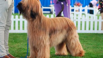 Perro en una exposición canina