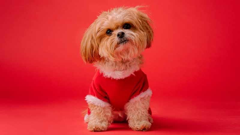 Perro Shih Tzu