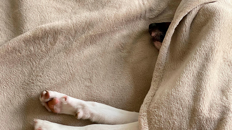 ¿Qué pasa cuando muere una mascota? 1 Mascota bajo una manta