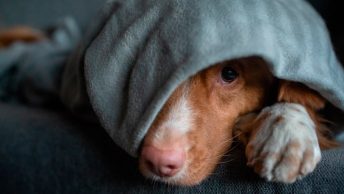Perro tumbado con dolor intestinal