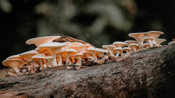 Hongo reishi