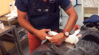 Vendaje de Robert Jones a un perro