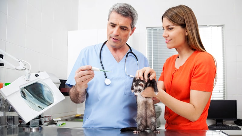 Veterinario en una exploración a un hurón