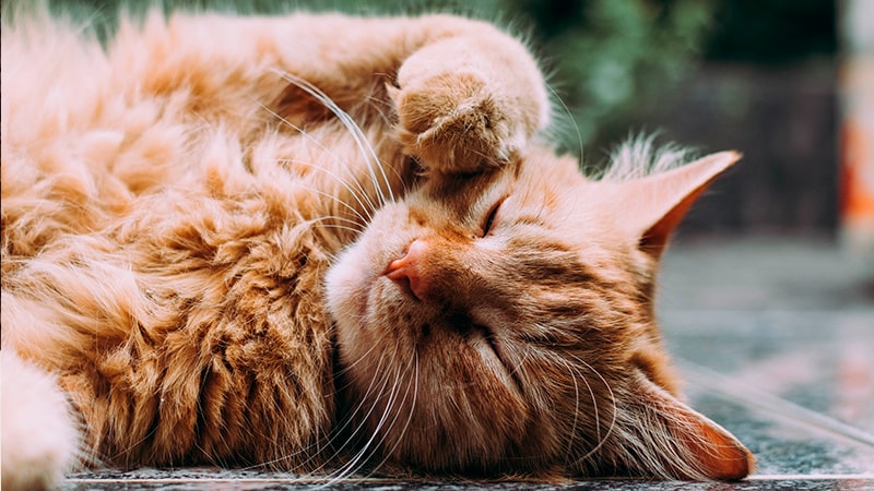 Gato tumbado finge emergencia
