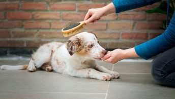 Cepillo para perros
