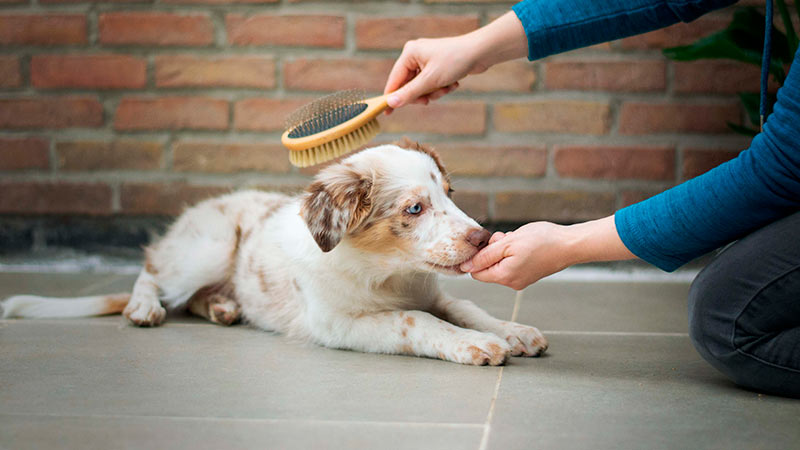 Cepillo para perros