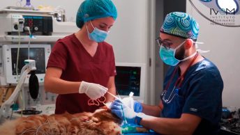 Anaïs Díaz durante una intervención en el IVEM