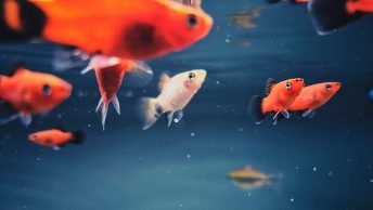 Peces en una pecera