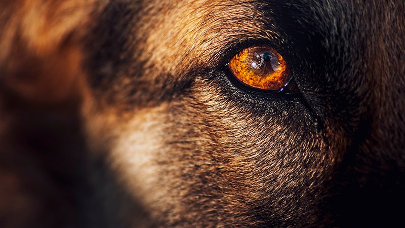 Primer plano del ojo de un perro