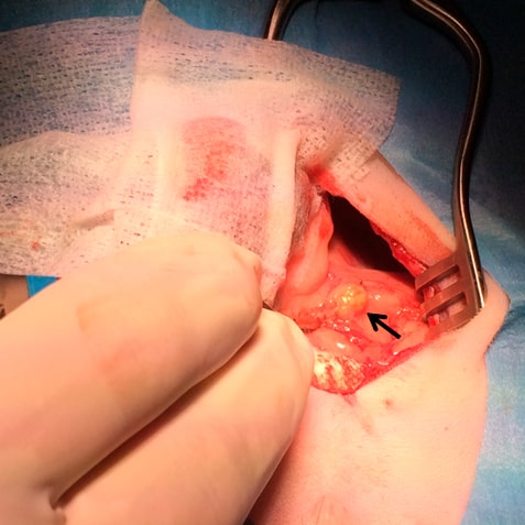 Medicina preventiva en el hurón 4