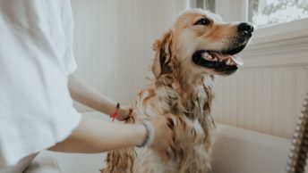 Dueña bañando a su perro en casa