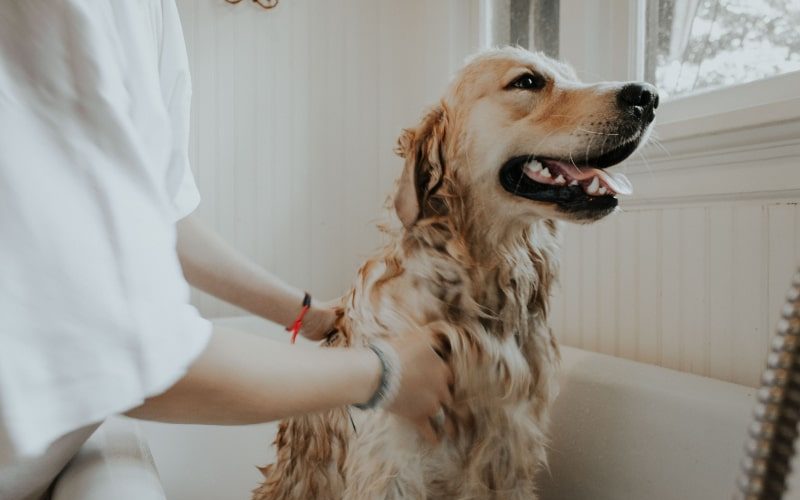Dueña bañando a su perro en casa