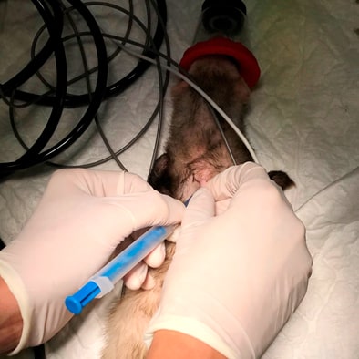 Medicina preventiva en el hurón 7